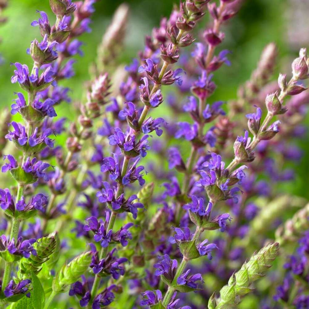 Staudesalvie 'Ostfriesland'